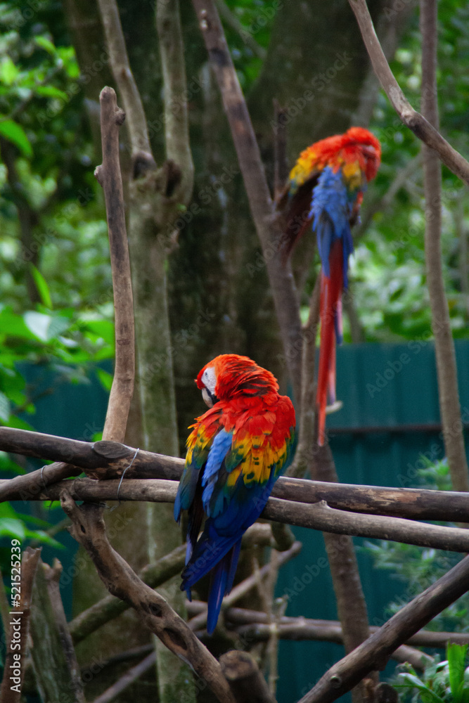 Red, yellow and blue parrots siting on a tropical tree branch at the Costa Rica Zooave animal reserve, Central America Red, yellow and blue parrots siting on a tropical tree branch at the Costa Rica Zooave animal reserve, Central America