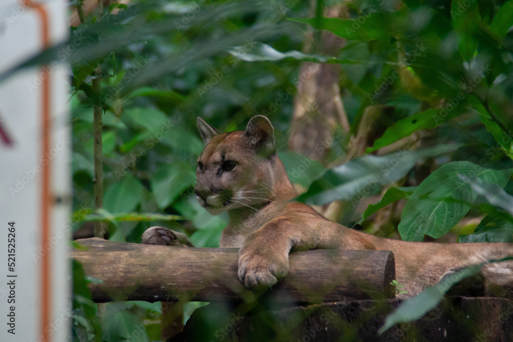 Mountain lion sitting on a tropical tree branch at the Costa Rica animal reserve, Zooave, Central America Mountain lion sitting on a tropical tree branch at the Costa Rica animal reserve, Zooave, Central America