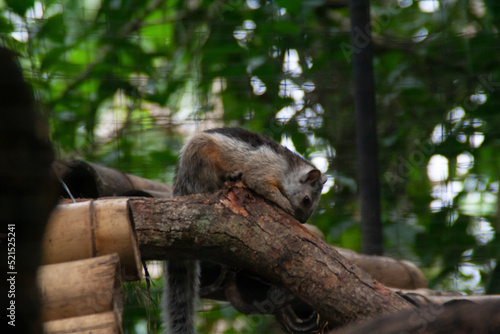 Squirrel on a tropical tree branch at the Costa Rica Zooave animal reserve  Central America