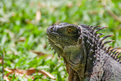 Iguana resting on green tropical grass at the Costa Rica animal reserve  Zooave  Central America