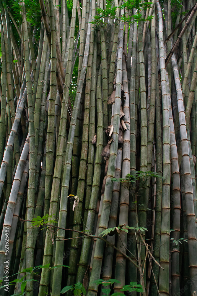 Bamboo at the Costa Rica Zooave animal reserve Bamboo at the Costa Rica Zooave animal reserve