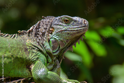 Iguana resting on green tropical grass at the Costa Rica animal reserve  Zooave  Central America
