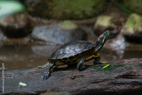 Turtle walking on a log near a pond in a tropical forest at the Zooave animal reserve, Central America