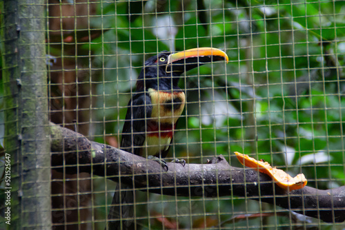 Toucan in a cage at the Costa Rica animal reserve, Central America