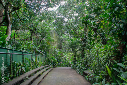 Tropical forest at the Costa Rica animal reserve, Zooave, central america, tropical plants and trees