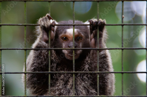 Monkey in a cage at the Zooave animal reserve, Costa Rica, Central America