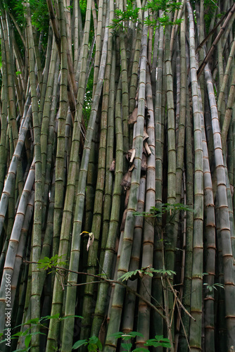 Bamboo at the Costa Rica Zooave animal reserve