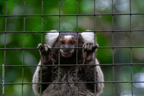 Monkey in a cage at the Zooave animal reserve, Costa Rica, Central America
