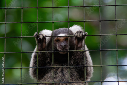 Monkey in a cage at the Zooave animal reserve, Costa Rica, Central America