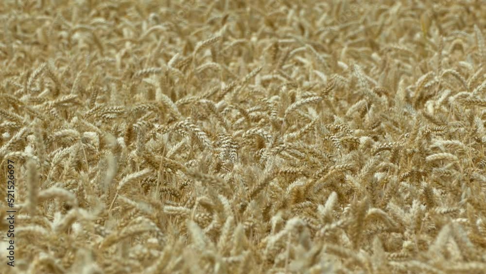 A field of barley and wheat. The wind shakes the ears of wheat. Agricultural industry. Farming. A field of barley and wheat. The wind shakes the ears of wheat. Agricultural industry. Farming.
