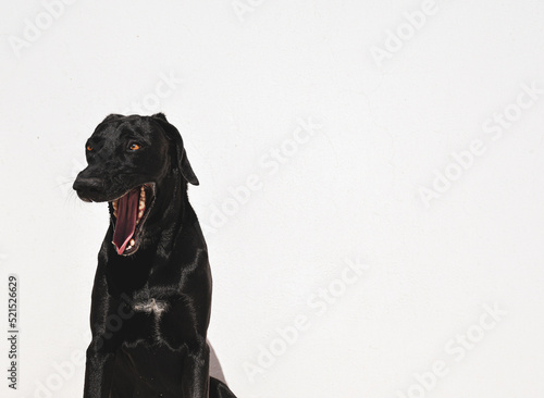 black and white dog