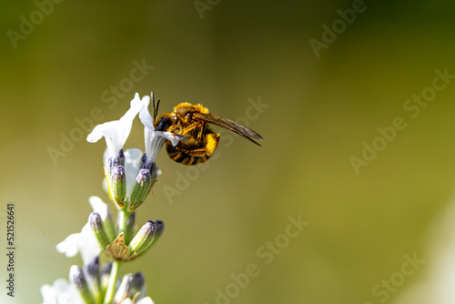 Photo macro d'une abeille dans un brin de lavande blanc