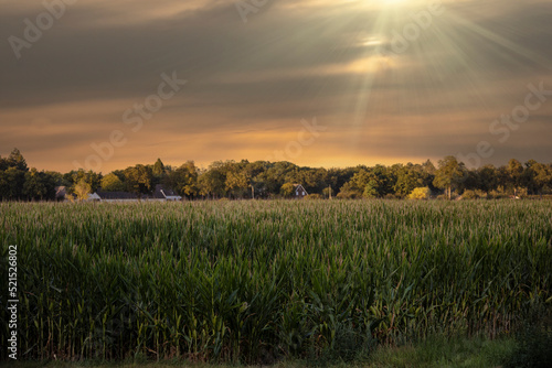 A green field of corn sits under an evening sky in the Netherlands