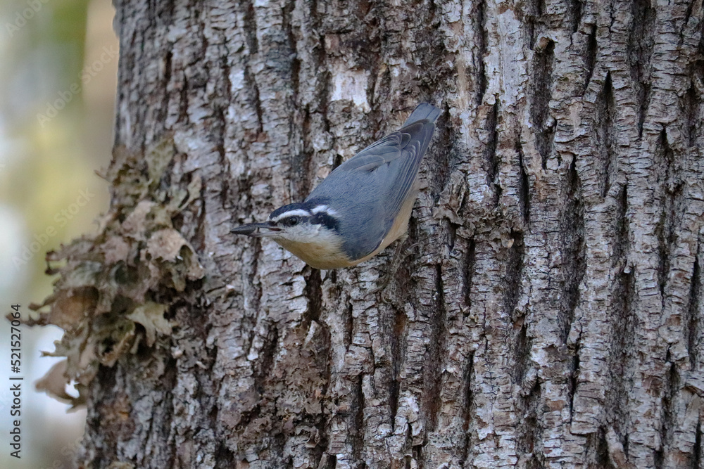 Nuthatch Hanging on the Tree Nuthatch Hanging on the Tree