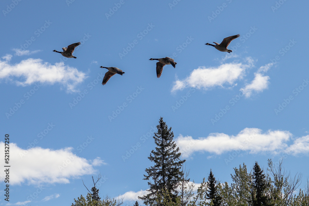 Canada Geese in Formation Canada Geese in Formation