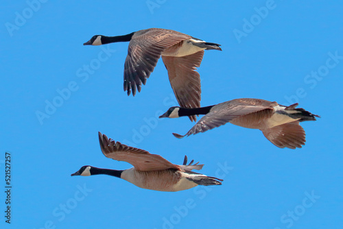 3 Canada Geese in Flight