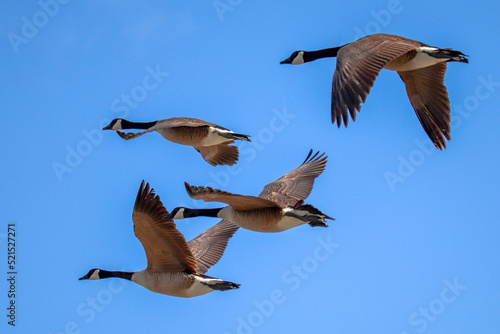 4 Canada Geese in Flight