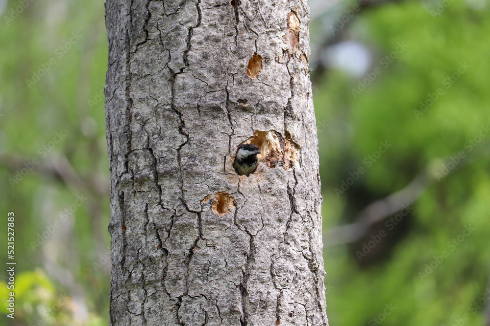 Chickadee Poking Head out of the Tree