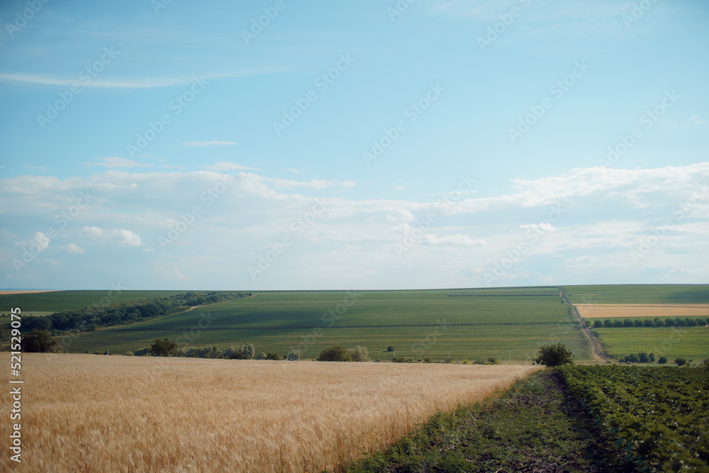 summer landscape. green and golden fields under the blue clear sky. High quality photo
