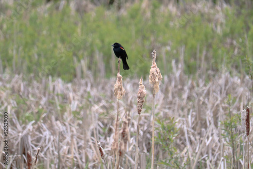 Red Winged Blackbird at the Marsh