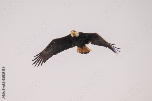 Bald Eagle Overhead