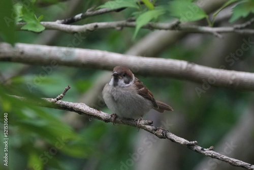 sparrow on a branch