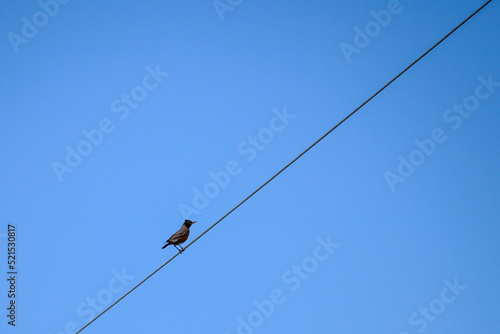 Bird on a Wire