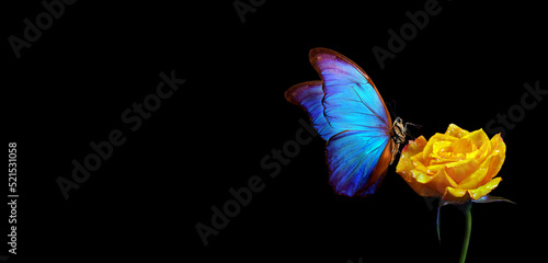 Photography bright blue tropical morpho butterfly on a yellow rose in water drops isolated on black