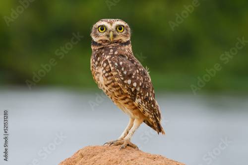 A burrowing owl (Athene cunicularia), or Coruja-buraqueira, on the banks of the Guaporé - Itenez river, Pimenteiras do Oeste, Rondonia state, Brazil, on the border with Santa Cruz Department, Bolivia