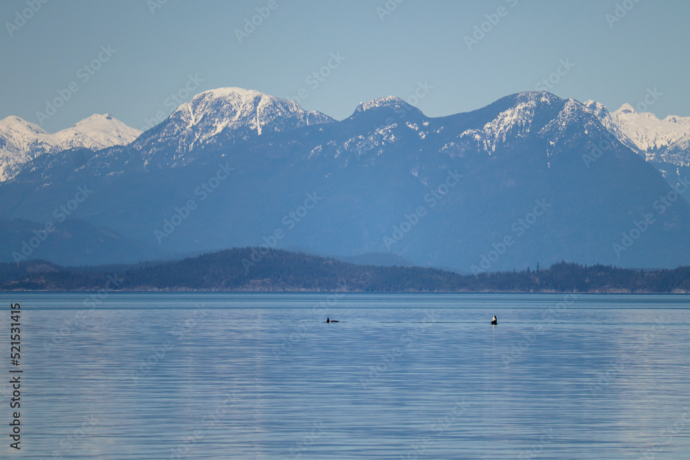 Orcas in the Strait