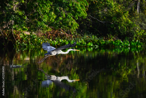 A Cocoi heron (Ardea cocoi) flying over the Guaporé-Itenez river, near the remote village of Remanso, Beni Department, Bolivia, on the border with Rondonia state, Brazil photo