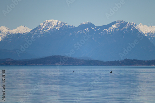 Orcas in the Strait
