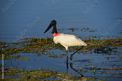A Jabiru (Jabiru mycteria), also known as Tuiuiú, on wetlands of the Guaporé - Itenez river on the remote Fazenda Laranjeiras farm, Rondonia state, on the border with the Beni Department, Bolivia