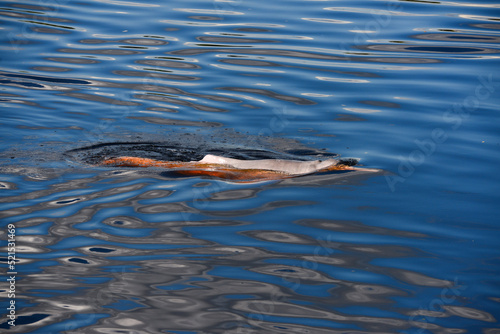 A Bolivian river dolphin (Inia boliviensis) swimming on the waters of the Guaporé - Itenez river near the village of Mateguá, Beni Department, Bolivia, on the border with Rondonia state, Brazil photo