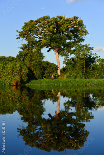 A large tropical tree amidst the lush Amazonian rainforest at the Guaporé - Itenez riverbank near the village of Mateguá, Beni Department, Bolivia, on the border with Rondonia state, Brazil photo