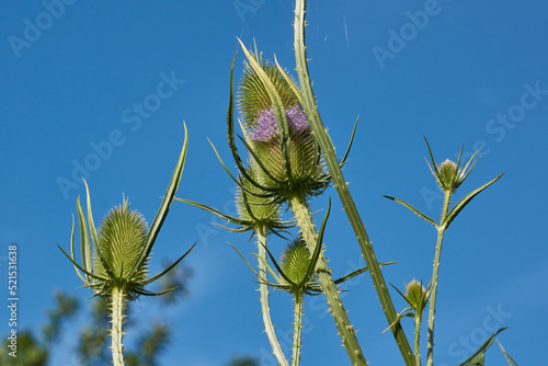 Teasel (lat. Dipsacus) blooms in the garden. Teasel family (lat. Dipsacoideae) is a subfamily of dicotyledonous plants of the family of Honeysuckle (lat. Caprifoliaceae). photo
