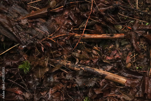 Frog Amongst the Leaves