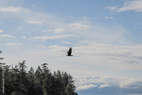 Bald Eagle in Flight