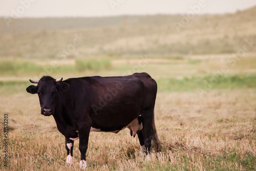 Full HD wallpaper - cow on the field 