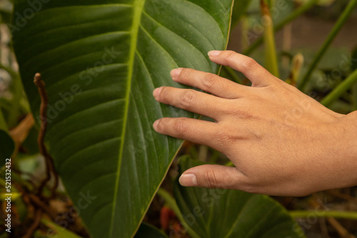 detail of a person's hands touching a natural leaf, nature wallpaper with part of the body, texture © Alejandro