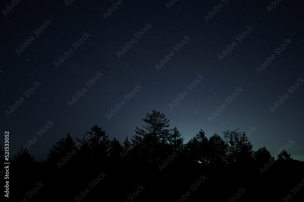Night Sky with Stars and Tree Silhouette Night Sky with Stars and Tree Silhouette