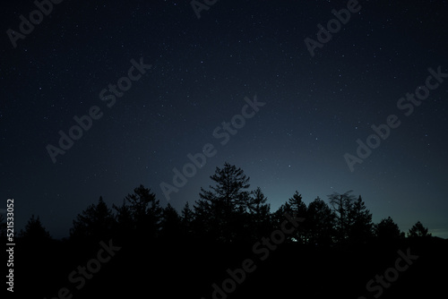 Night Sky with Stars and Tree Silhouette 