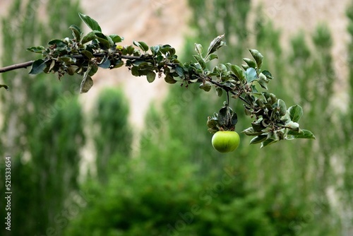 Last apple of the last branch, from the garden of Skardu, Gilgit Baltistan, Pakistan.