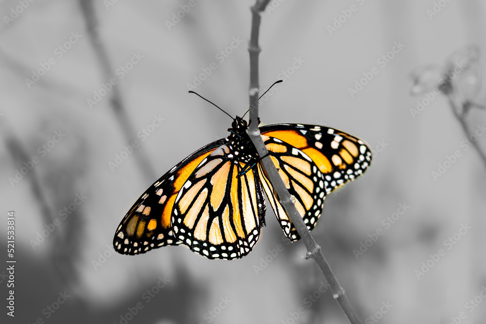 Obraz premium Monarch butterfly perched on its milkweed plant with black and white background