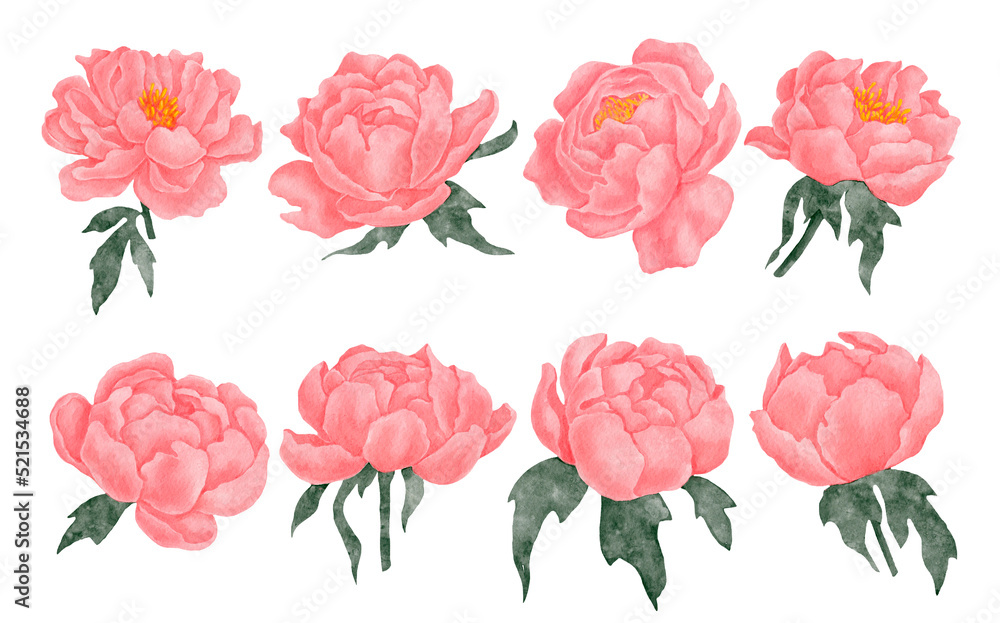 Pink peony flowers and buds.Set of watercolor botanical illustrations. Pink peony flowers and buds.Set of watercolor botanical illustrations.