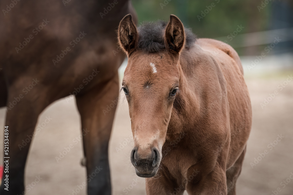 A beautiful young horse on the paddock at the horse farm. A foal on the farm, a beautiful little horse, brown in color. Stable with driving lessons. A beautiful young horse on the paddock at the horse farm. A foal on the farm, a beautiful little horse, brown in color. Stable with driving lessons.