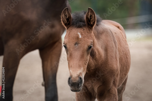 A beautiful young horse on the paddock at the horse farm. A foal on the farm  a beautiful little horse  brown in color. Stable with driving lessons.