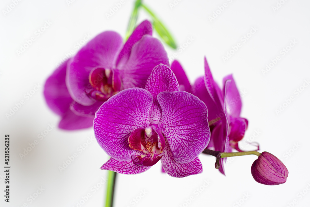 Large, purple flowers, orchids, on a pedicel. The peduncle of an orchid, strewn with large, bright flowers. Large, purple flowers, orchids, on a pedicel. The peduncle of an orchid, strewn with large, bright flowers.