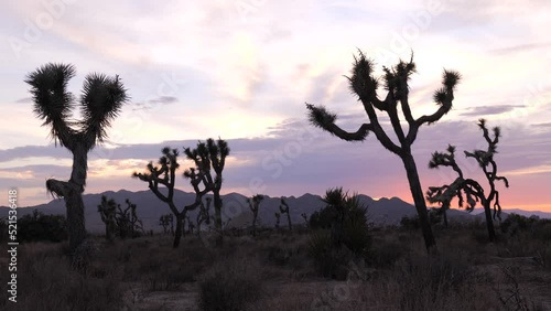 Joshua tree (Yucca brevifolia) is a perennial, evergreen plant. It grows in the deserts of the southwestern United States. Known as the Jesus tree. photo