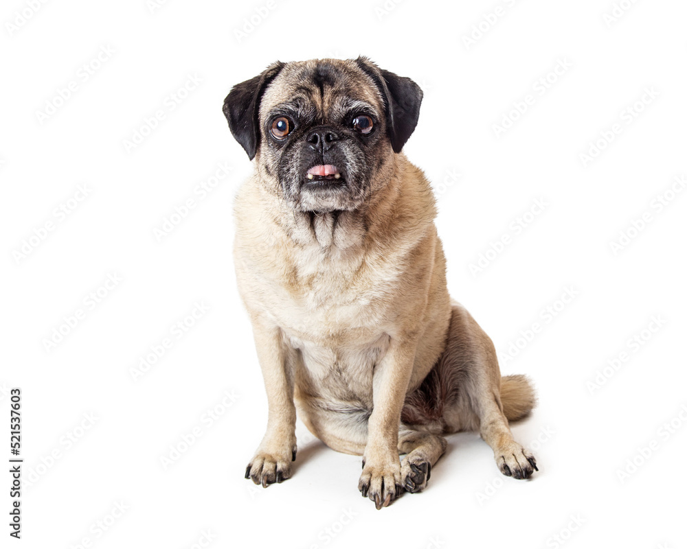 Old Pug Dog Sitting Sticking Tongue Out